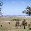 TZA SHI SerengetiNP 2016DEC24 LookoutHill 012 : 2016, 2016 - African Adventures, Africa, Date, December, Eastern, Lookout Hill, Month, Places, Serengeti National Park, Shinyanga, Tanzania, Trips, Year